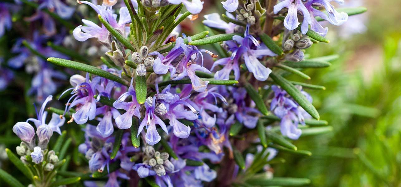 Benefits of Rosemary Supplements