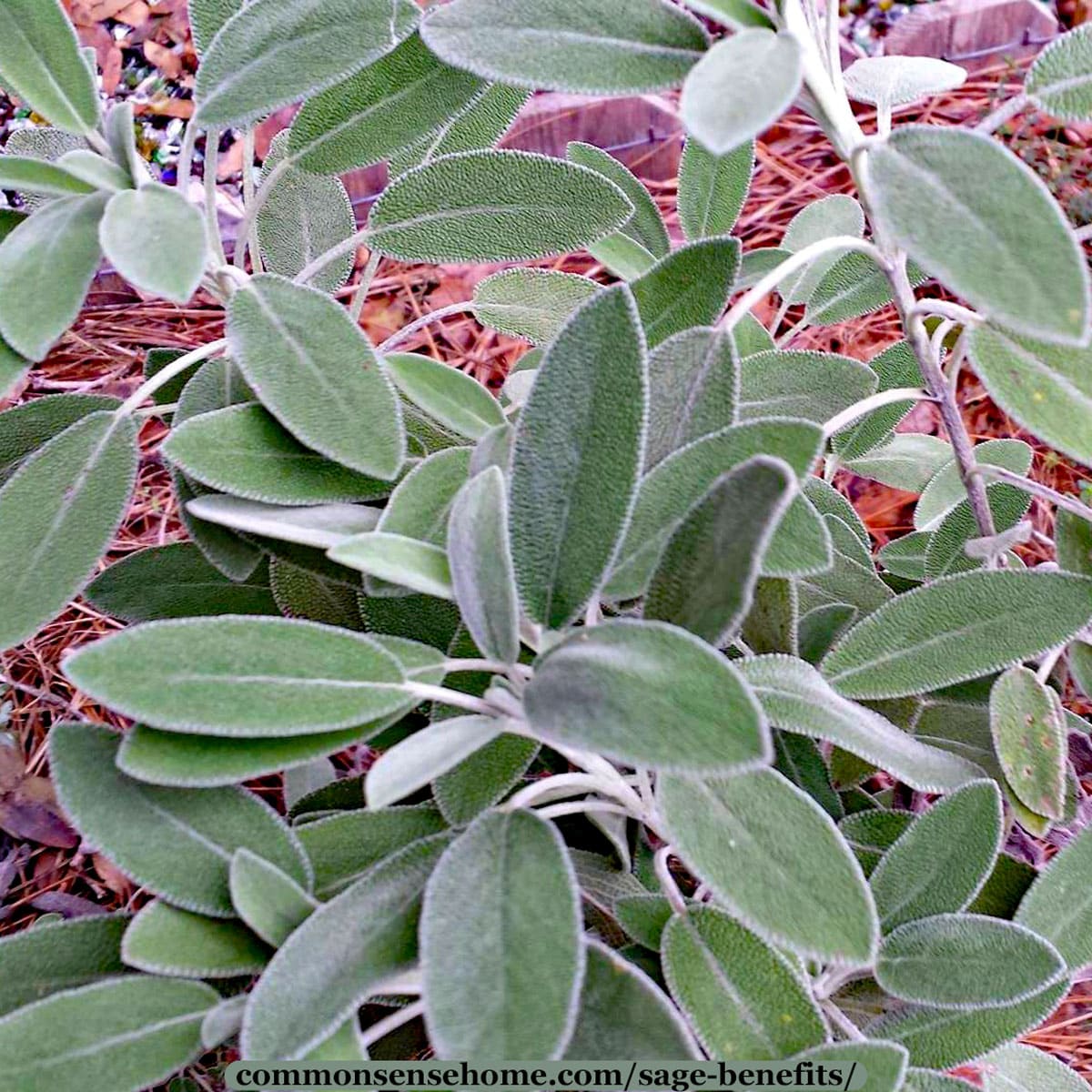 Exploring the Benefits of Sage Tincture Supplements
