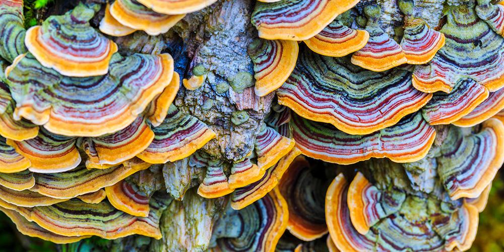 Benefits of Turkey Tail Functional Mushrooms A Comprehensive Guide